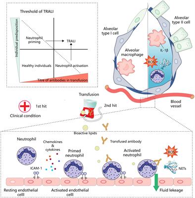 Crosstalk between neutrophil extracellular traps and immune regulation: insights into pathobiology and therapeutic implications of transfusion-related acute lung injury